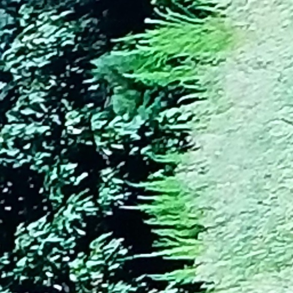 Meet your Posher, Turtle - Picture 1 of 1